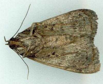 Nodaria cornicalis