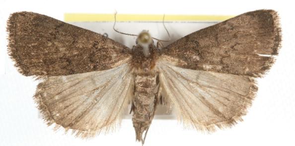 Nodaria cornicalis
