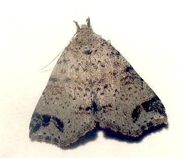 Lithilaria ossicolor