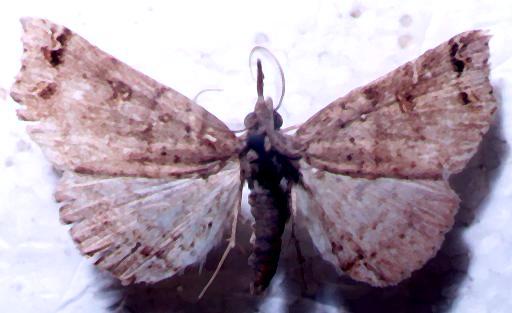 Lithilaria ossicolor