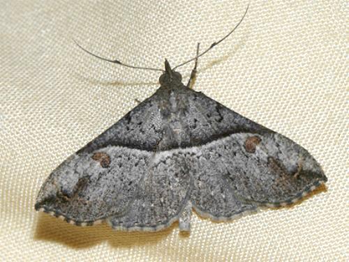 Squamipalpis pantoea