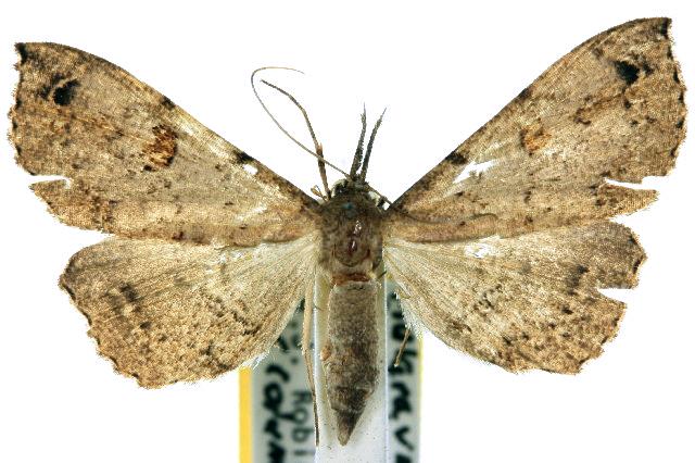 Squamipalpis pantoea