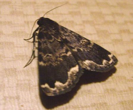 Mormoscopa sordescens