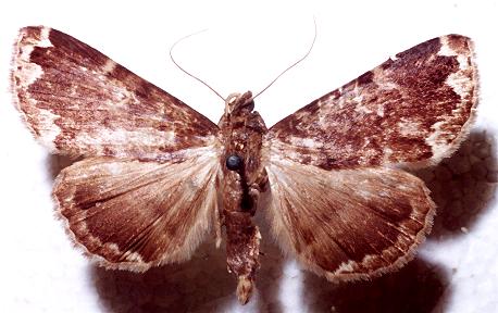 Mormoscopa sordescens