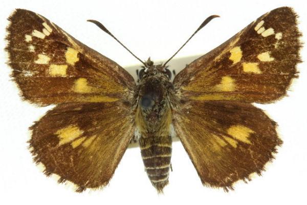 Trapezites argenteoornatus