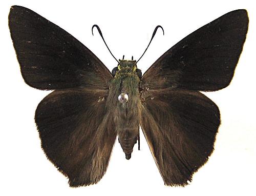 Hasora chromus