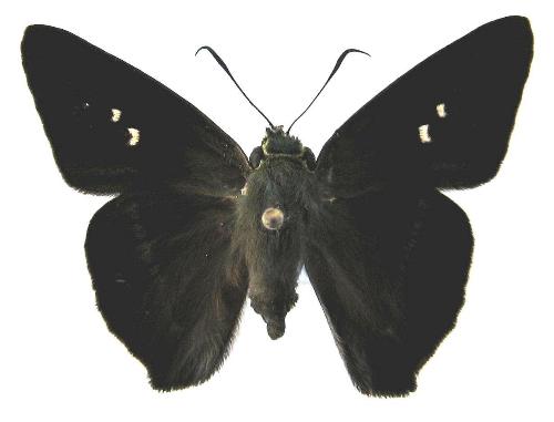 Hasora chromus