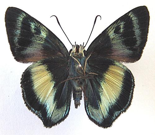 Hasora discolora