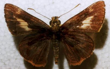 Sabera dobboe