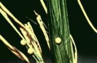 Ocybadistes flavovittatus