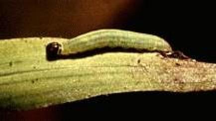 Ocybadistes flavovittatus