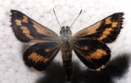 Ocybadistes flavovittatus