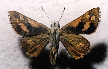 Ocybadistes flavovittatus