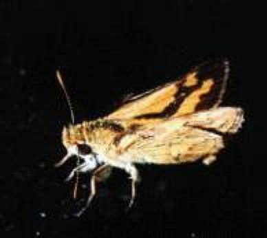 Ocybadistes flavovittatus