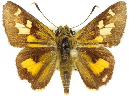 Trapezites heteromacula