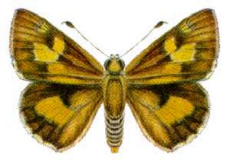 Trapezites heteromacula