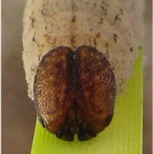 Trapezites iacchus