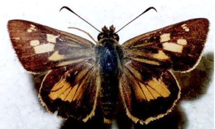 Trapezites iacchus