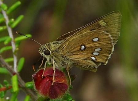 Trapezites iacchus