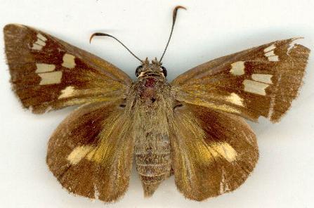 Trapezites iacchus