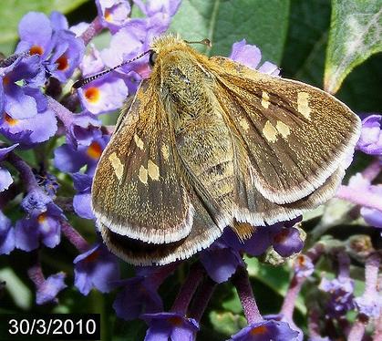 Trapezites luteus