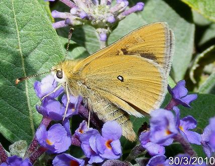 Trapezites luteus