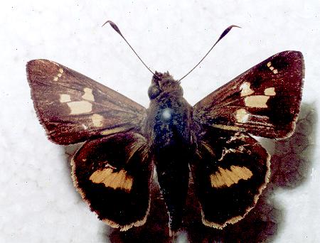 Trapezites maheta