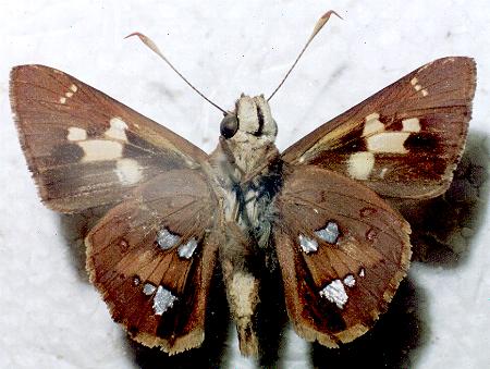Trapezites maheta