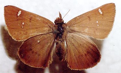 Exometoeca nycteris