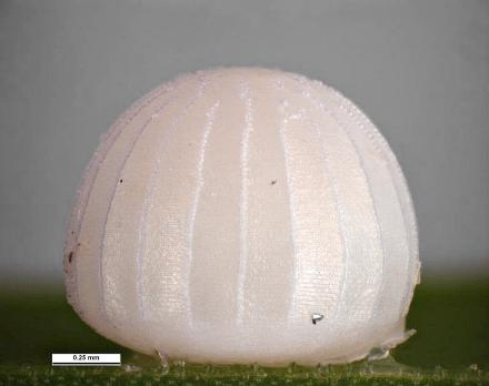 Trapezites phigalioides