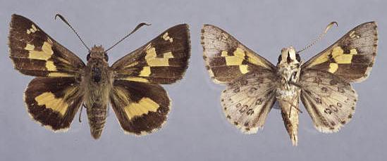 Trapezites phigalioides