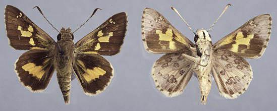 Trapezites phigalioides