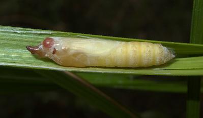 Hesperilla picta