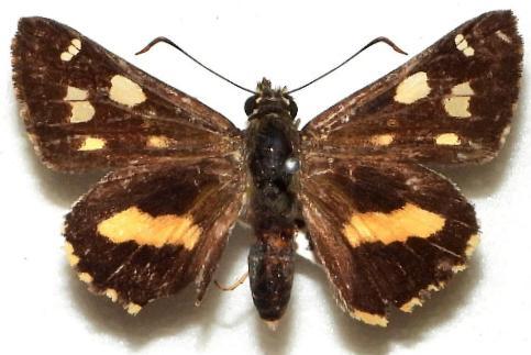 Hesperilla picta