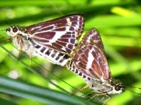 Hesperilla picta