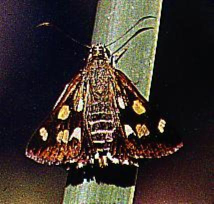 Hesperilla picta