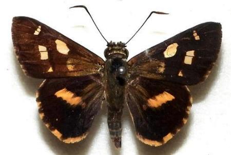 Hesperilla picta