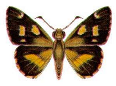 Hesperilla picta