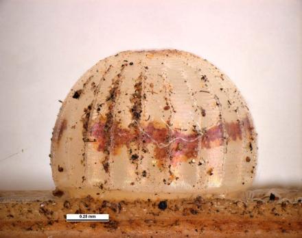 Trapezites sciron