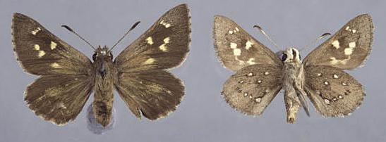 Trapezites sciron