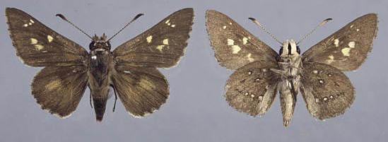 Trapezites sciron
