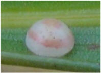 Cephrenes trichopepla