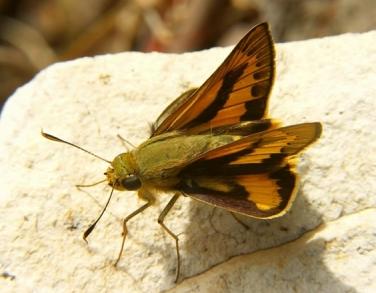 Cephrenes trichopepla