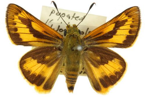 Cephrenes trichopepla