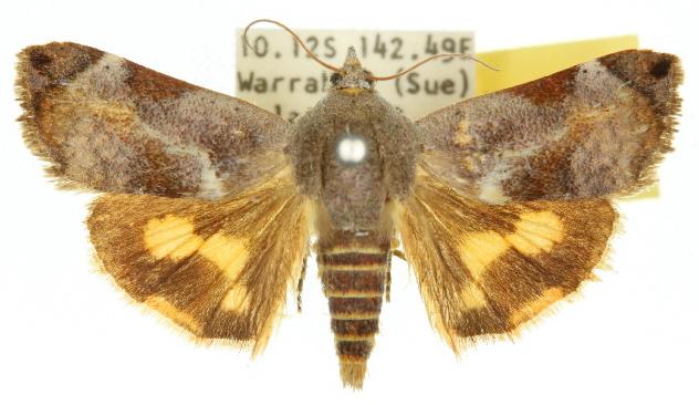 Hyblaea synaema