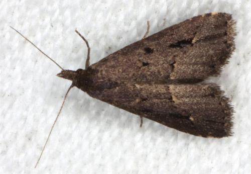 Schrankia capnophanes