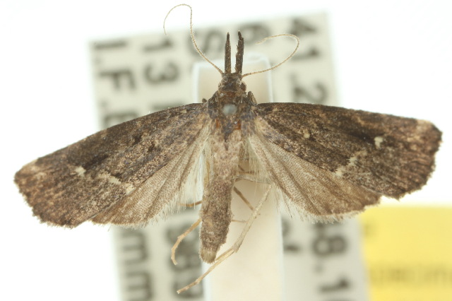 Schrankia capnophanes