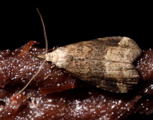 Schrankia costaestrigalis