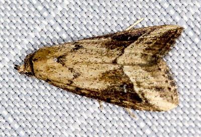 Luceria oculalis