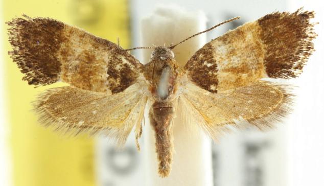 Eupselia axiepaena